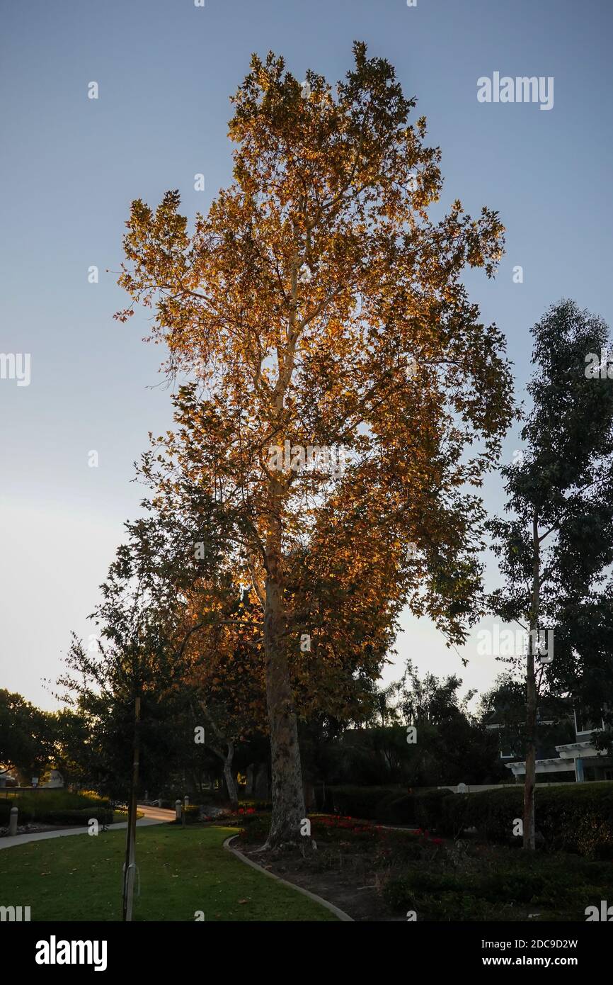 Arbre Sycamore rétroéclairé pendant un lever de soleil d'automne sur une ville Sentier à Irvine, Californie, États-Unis Banque D'Images