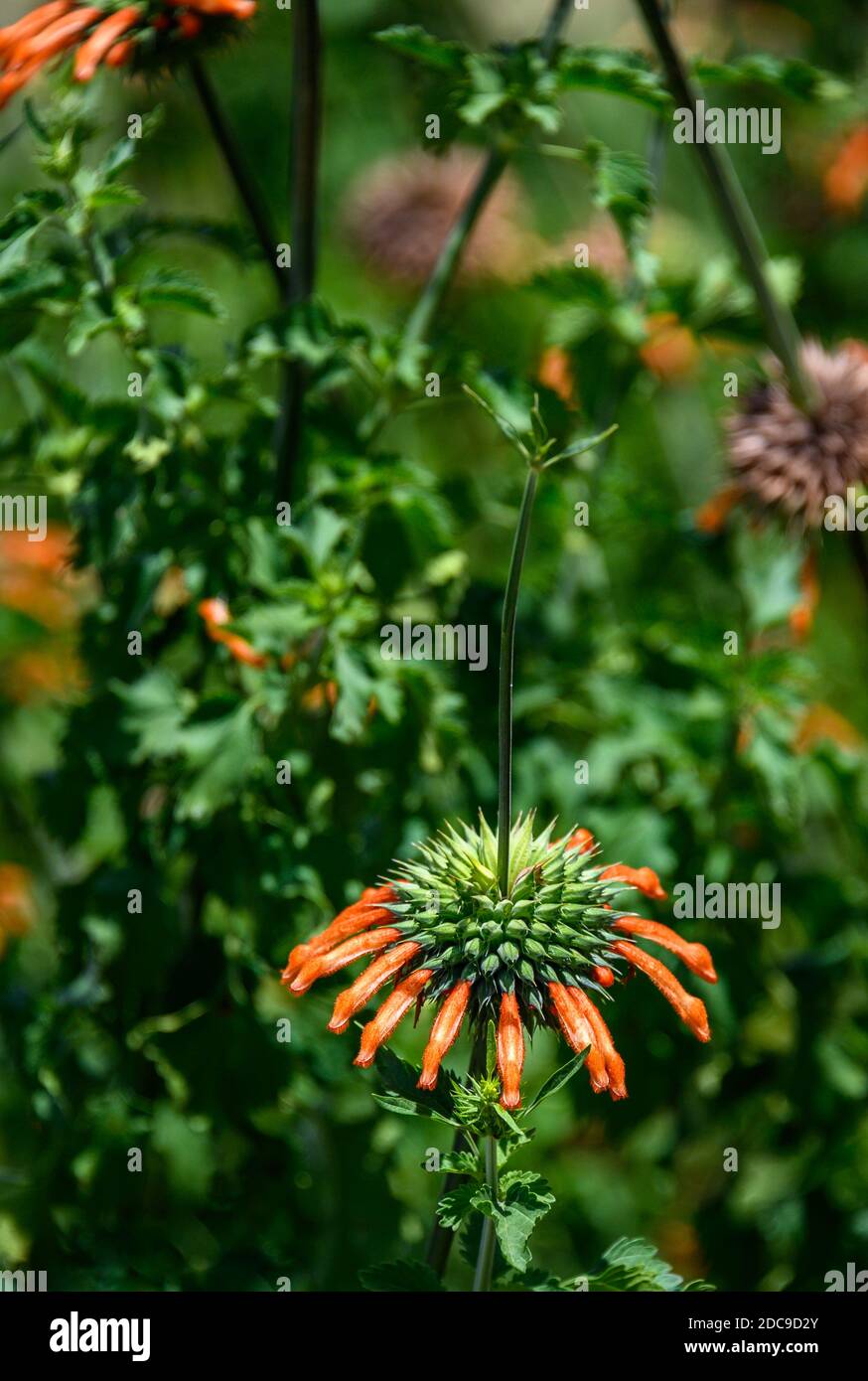 Fleur d'orange de Leonotis Menthifolia ‘Savannah Sunset’ se blotant dans la nature, Parc national de Serengeti; Tanzanie Banque D'Images