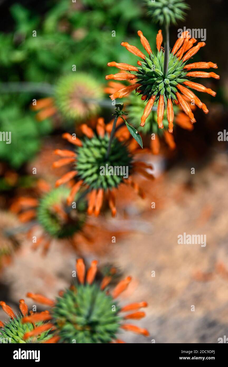 Fleur d'orange de Leonotis Menthifolia ‘Savannah Sunset’ se blotant dans la nature, Parc national de Serengeti; Tanzanie Banque D'Images