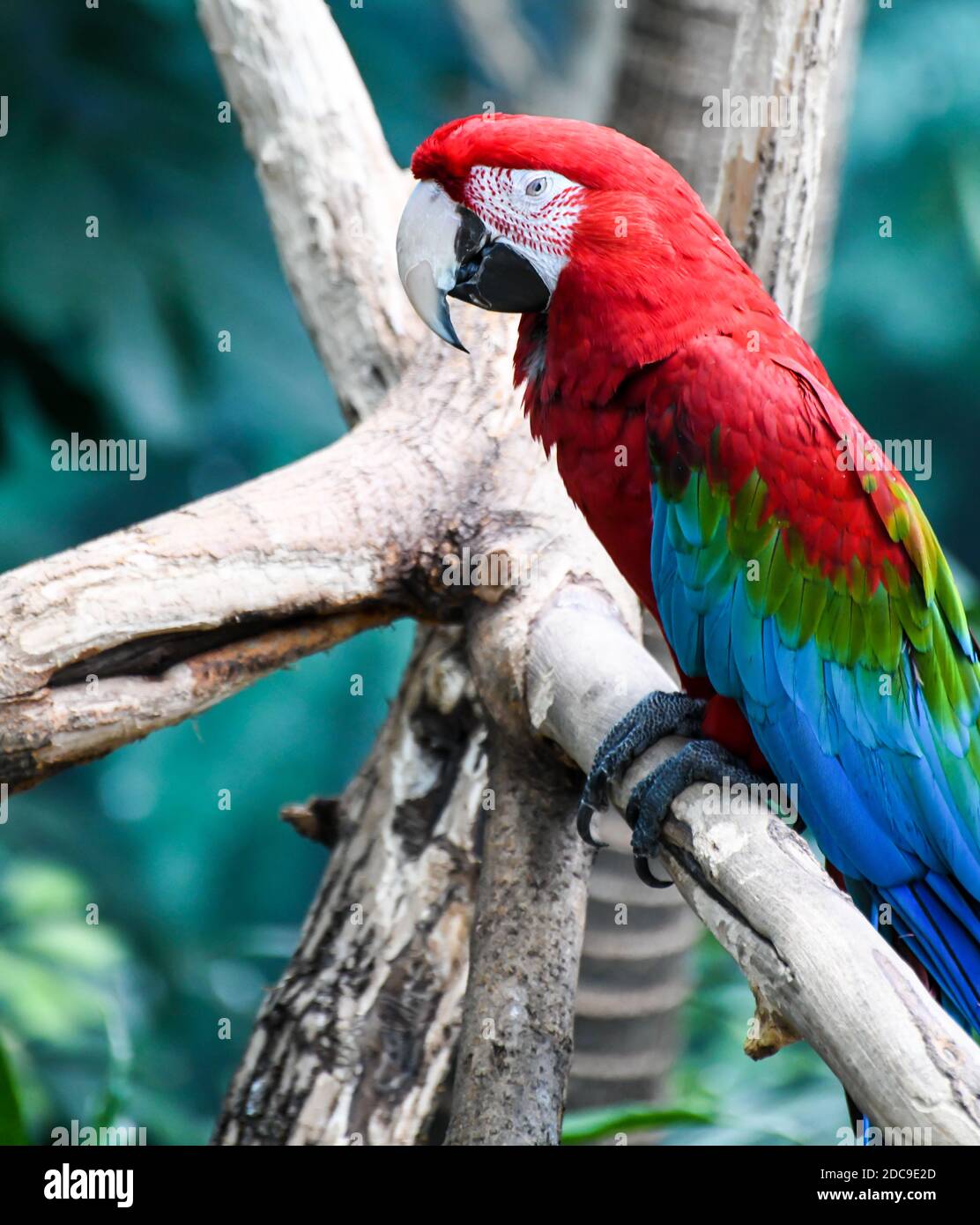 oiseau tropical exotique coloré dans le zoo public Banque D'Images