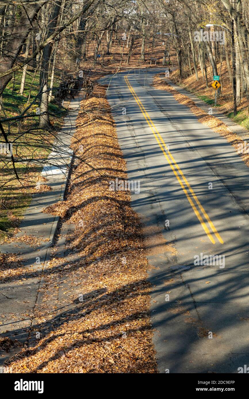 Feuilles le long de la rue de la ville, en attente de ramassage pour recyclage, Kalamazoo, MI, USA, par James D Coppinger/Dembinsky photo Assoc Banque D'Images