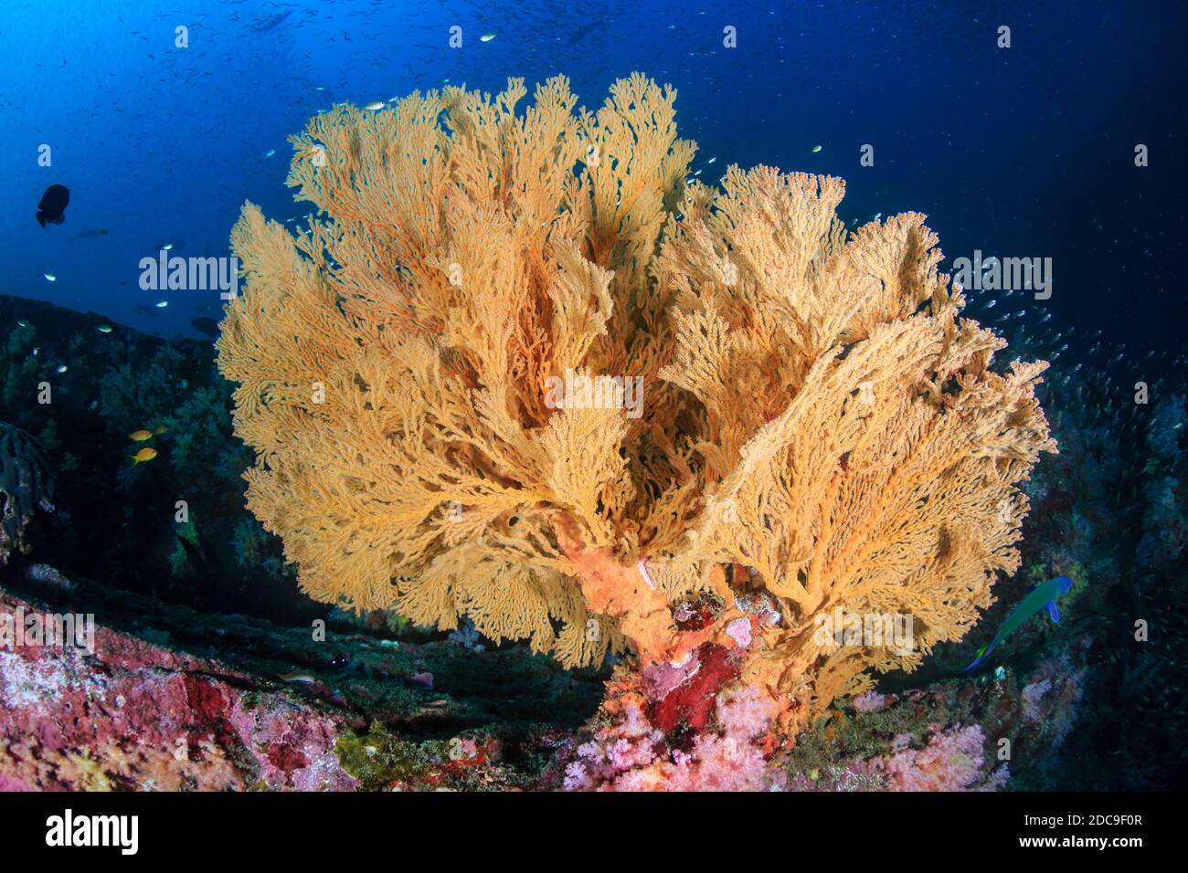 Grand ventilateur de mer gorgonien sur un récif de corail tropical coloré Banque D'Images