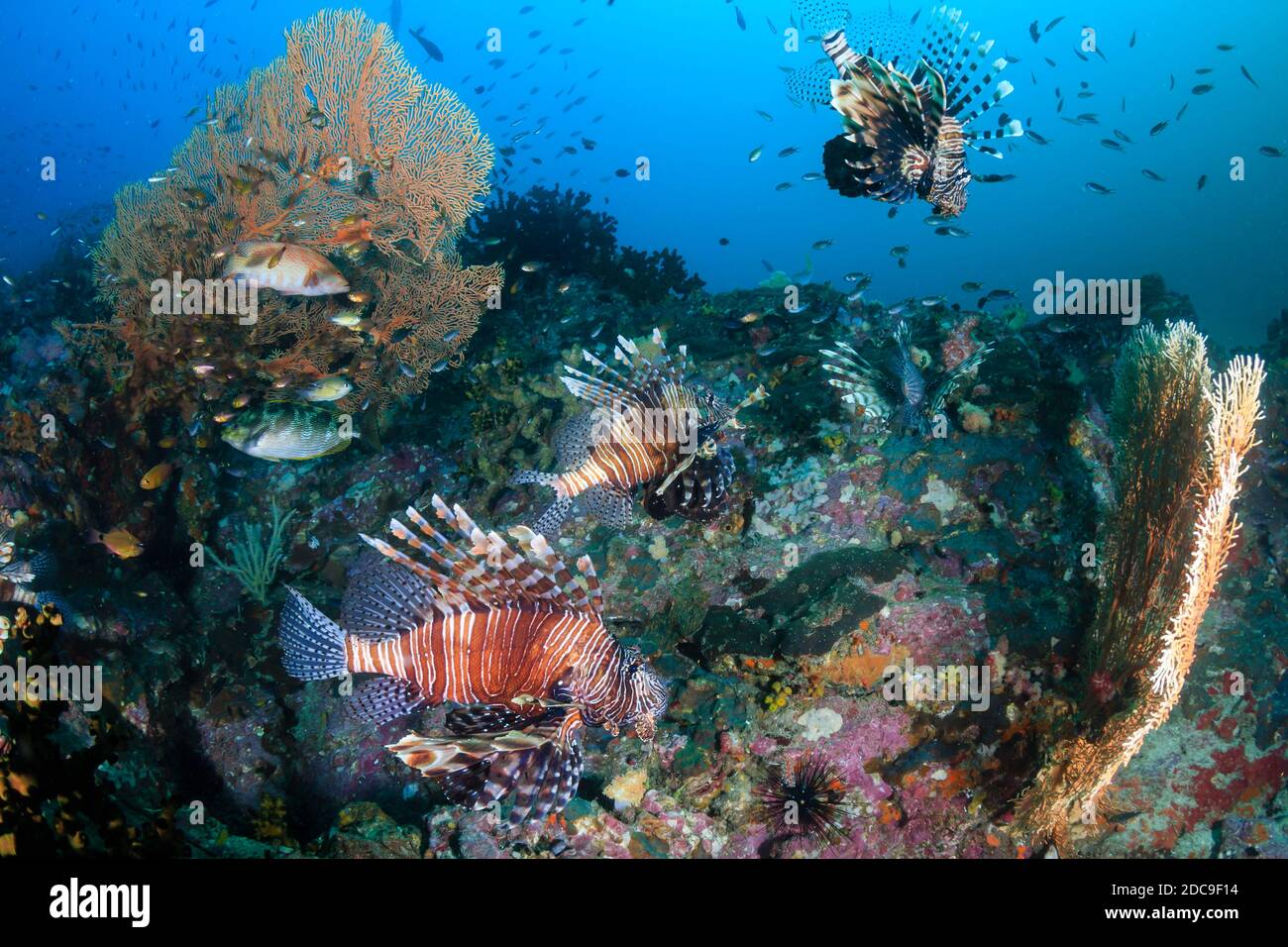 Des poissons-lions prédateurs patrouillent dans un récif de corail tropical sombre à l'aube Banque D'Images