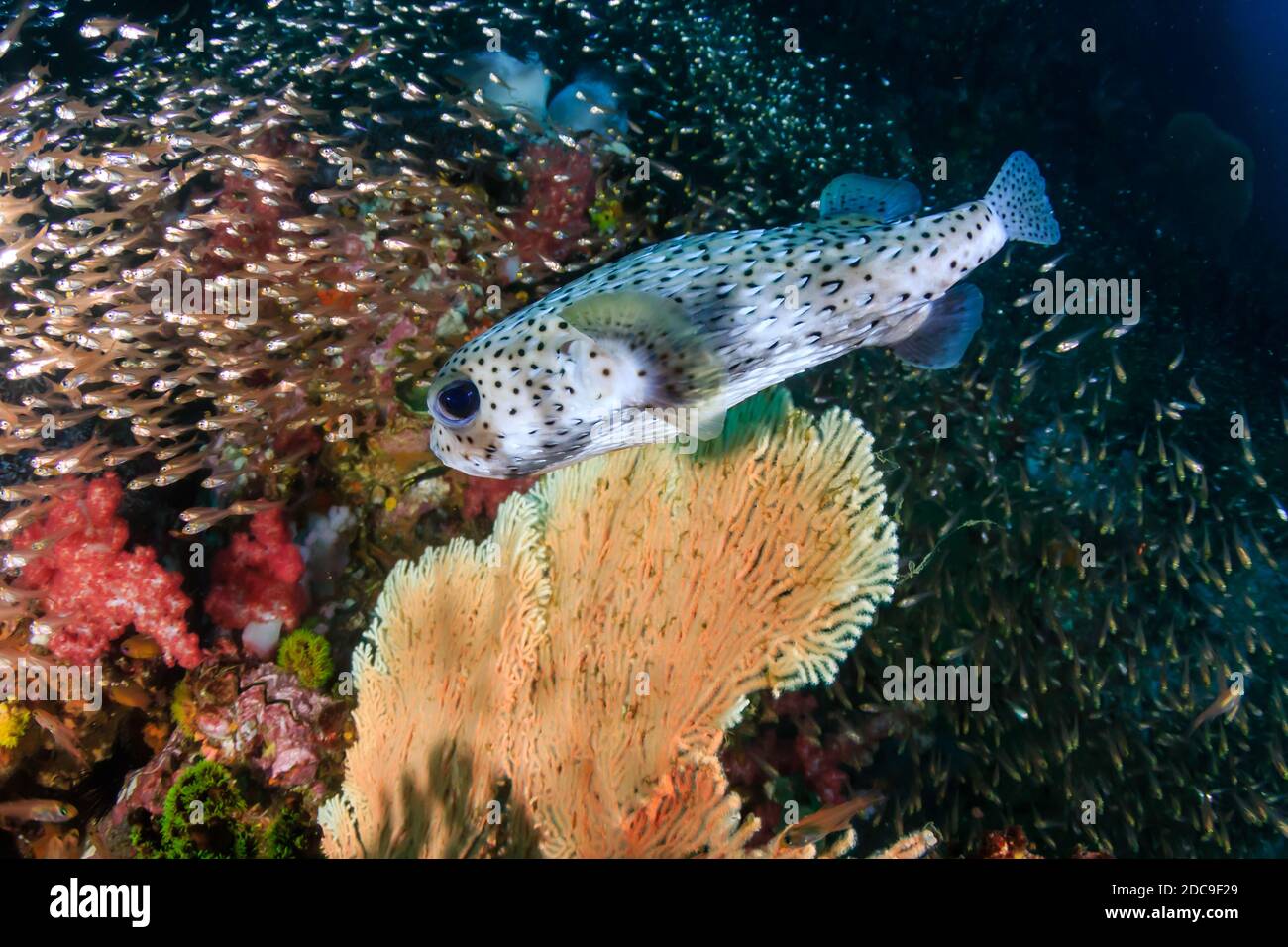 Poisson de porc-épic sur un récif de corail tropical coloré Banque D'Images