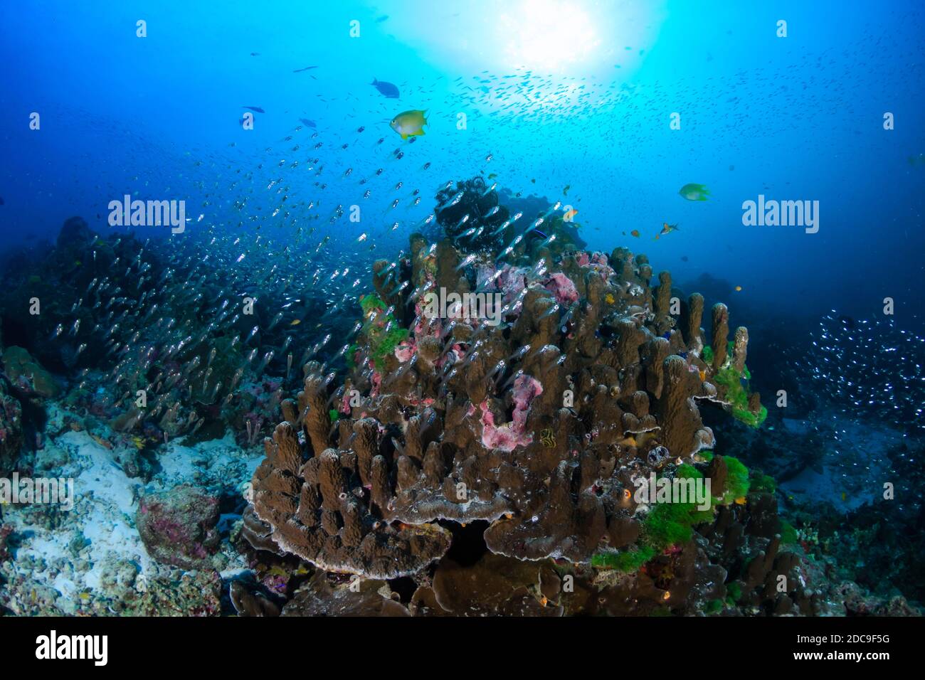 Poissons tropicaux colorés nageant autour d'un récif de corail tropical dans Asie Banque D'Images
