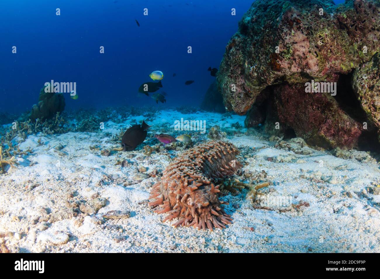 Concombre de mer sur un fond de mer sablonneux sur un corail tropical récif Banque D'Images