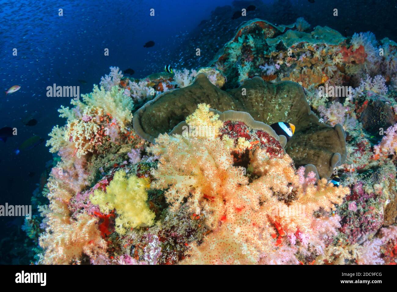 Poissons Clowns bagués sur un récif de coraux tropicaux colorés Banque D'Images
