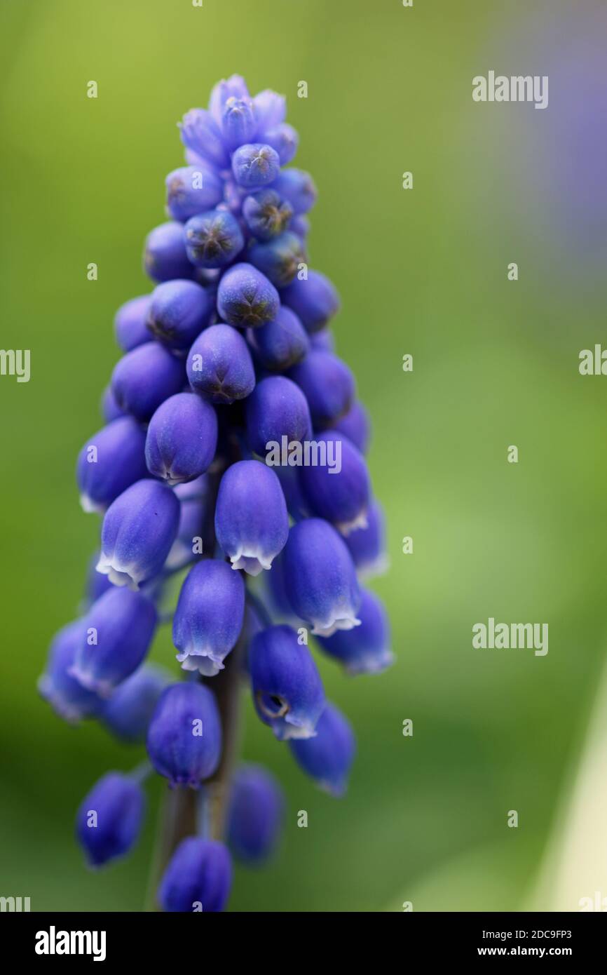 Jacinthe de raisin bleu, Muscari armeniacum, fleurs sur une pointe avec des marges blanches sur les fleurs et avec un fond vert flou. Banque D'Images