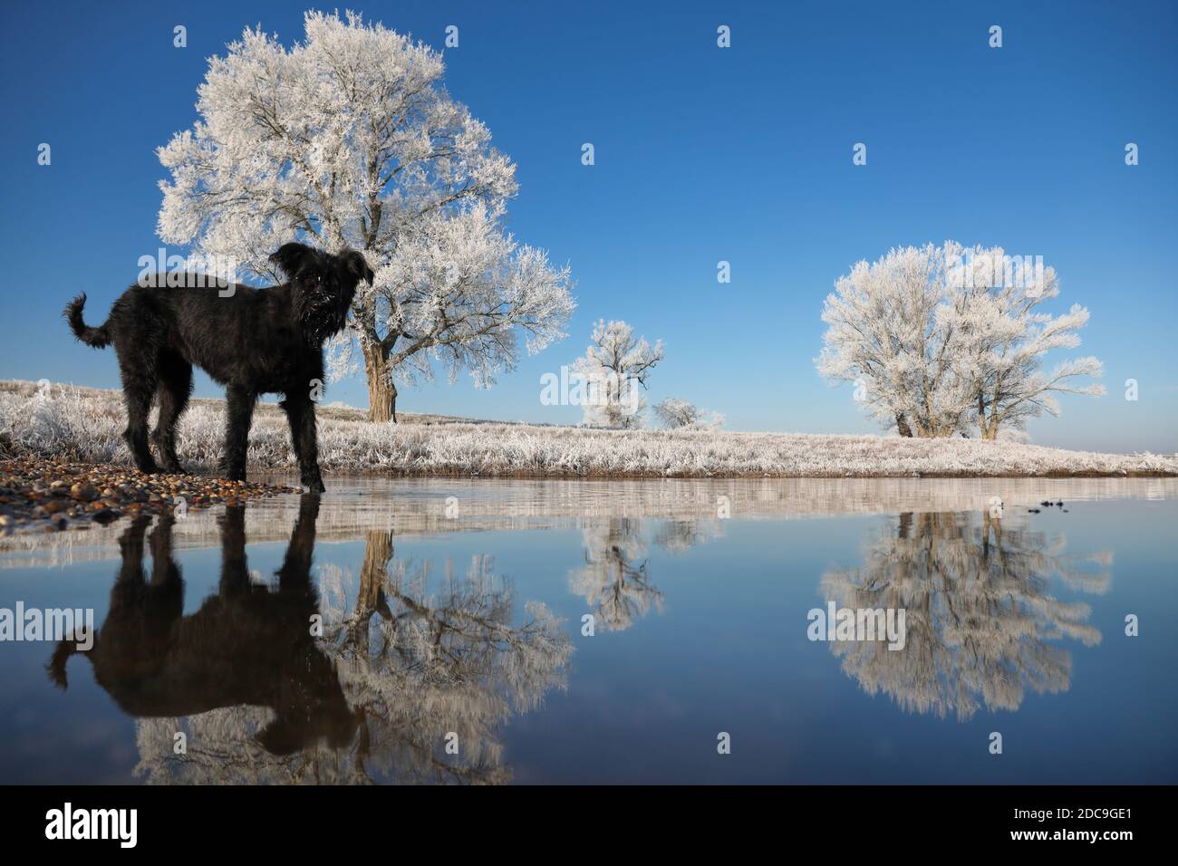 22.01.2019, Graditz, Saxe, Allemagne - le chien se tient en hiver au gel sur la rive de l'Elbe. 00S190122D970CAROEX.JPG [VERSION DU MODÈLE : NON APPLICABLE, Banque D'Images