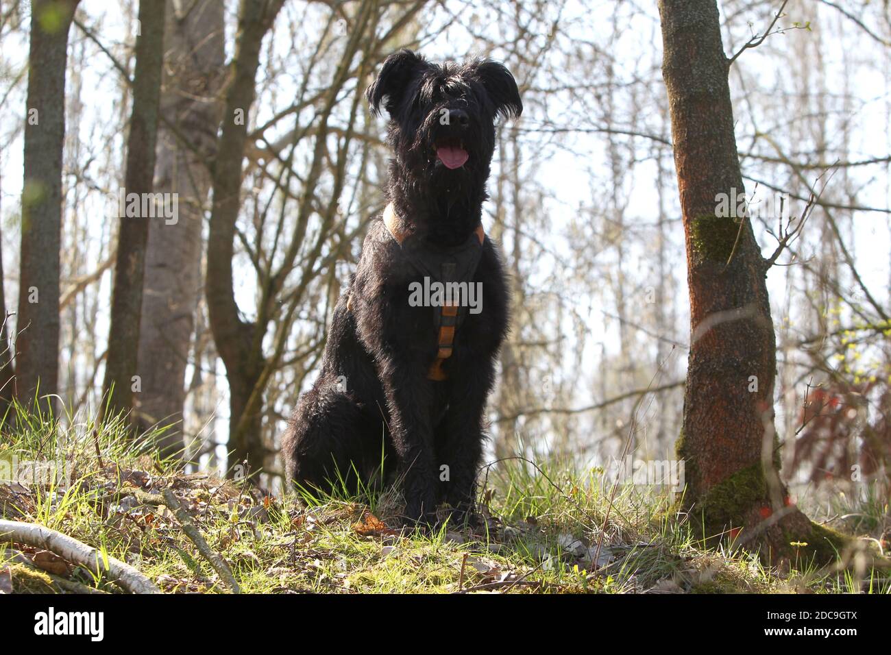 06.04.2019, Glasten, Saxe, Allemagne - Allemagne, schnauzer géant assis dans la forêt. 00S190406D373CAROEX.JPG [VERSION DU MODÈLE : NON APPLICABLE, PROPRIÉTÉ Banque D'Images