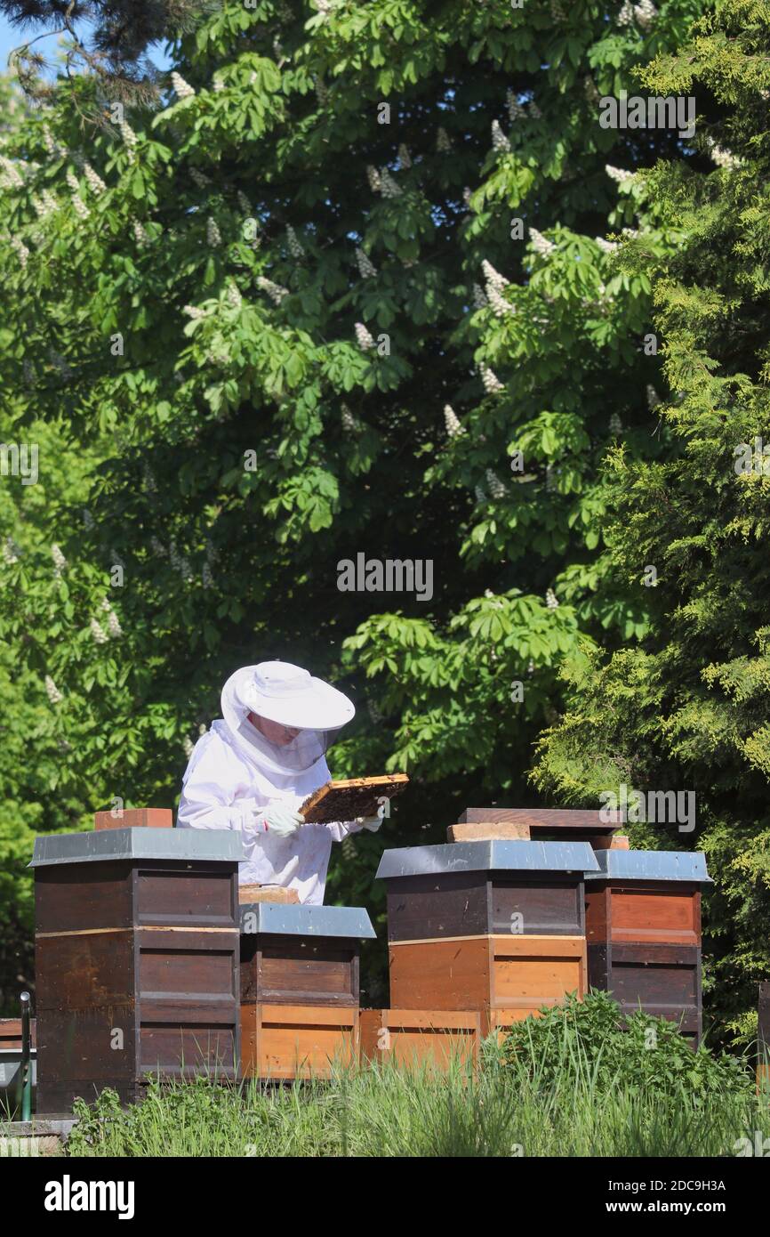 18.05.2019, Berlin, Berlin, Allemagne - apiculteur vérifiant un nid d'abeille de l'un de ses apiculteurs. 00S190518D384CAROEX.JPG [AUTORISATION DU MODÈLE : OUI, PROPRIÉTÉ R Banque D'Images