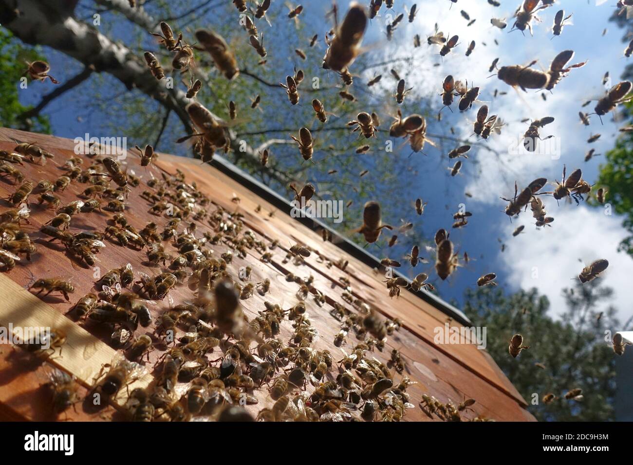 17.05.2019, Berlin, Berlin, Allemagne - les abeilles s'approchent de leur ruche. 00S190517D602CAROEX.JPG [AUTORISATION DU MODÈLE : NON APPLICABLE, AUTORISATION DU PROPRIÉTAIRE : NON Banque D'Images