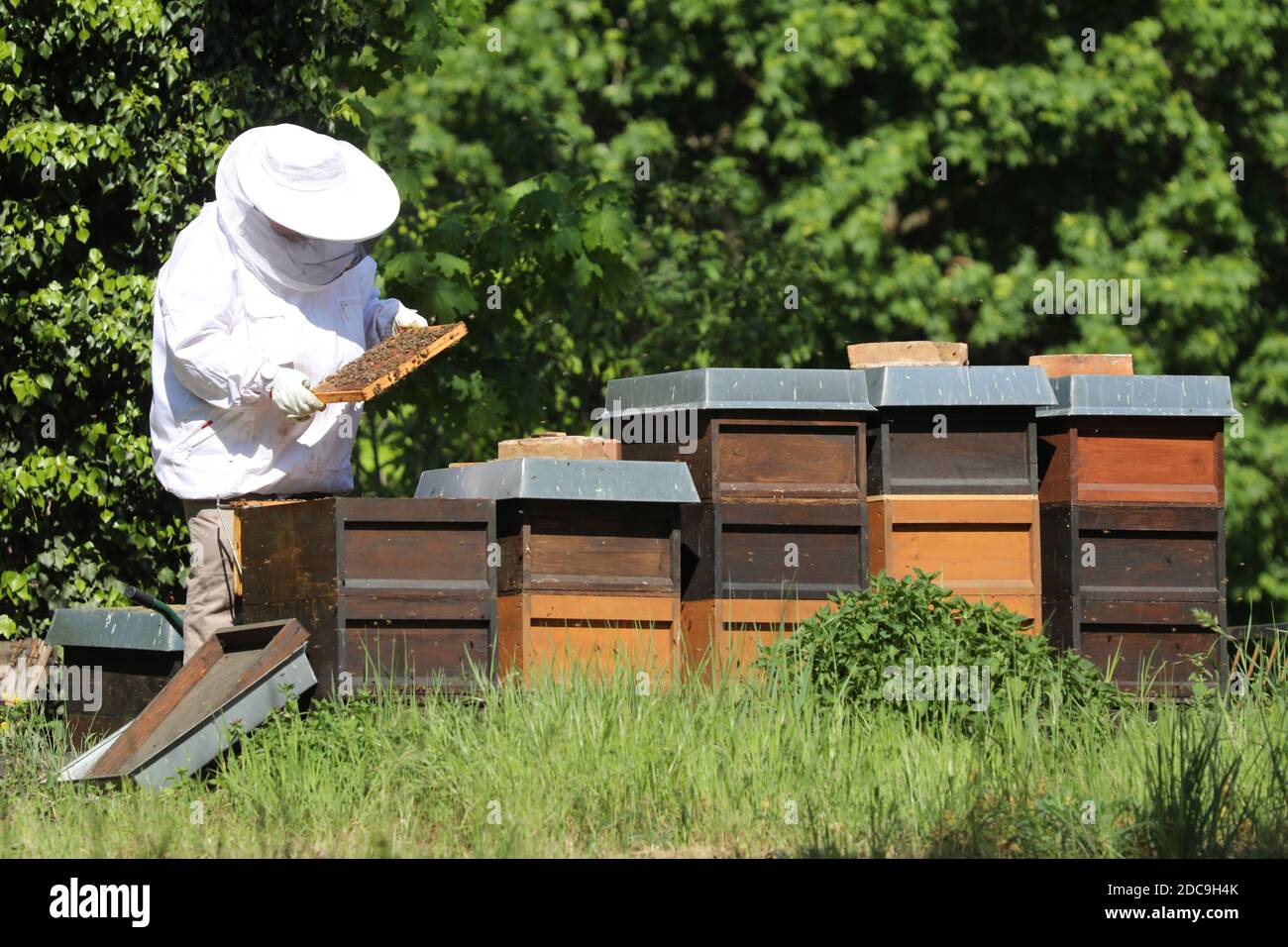 18.05.2019, Berlin, Berlin, Allemagne - apiculteur vérifiant un nid d'abeille de l'un de ses apiculteurs. 00S190518D487CAROEX.JPG [AUTORISATION DU MODÈLE : NON, PROPRIÉTÉ RÉF Banque D'Images