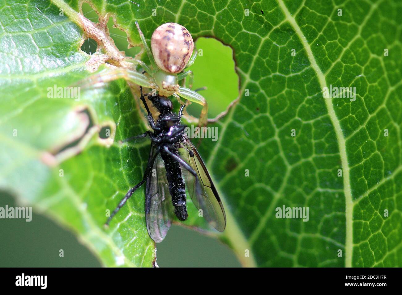 Araignée de fleur prédatation de la mouche Banque D'Images