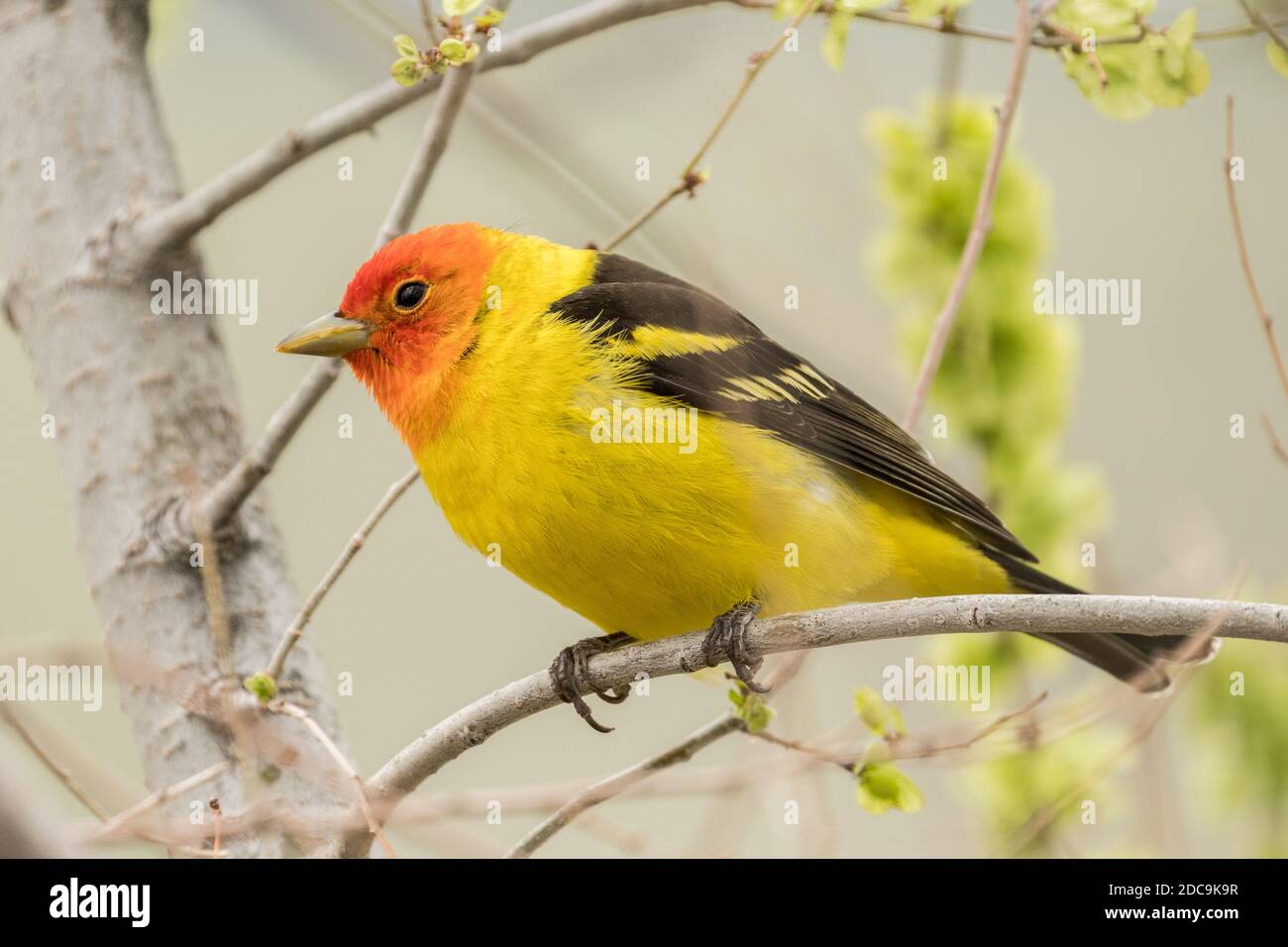 Tanager occidental masculin dans l'arche nationale de Yellowstone Banque D'Images