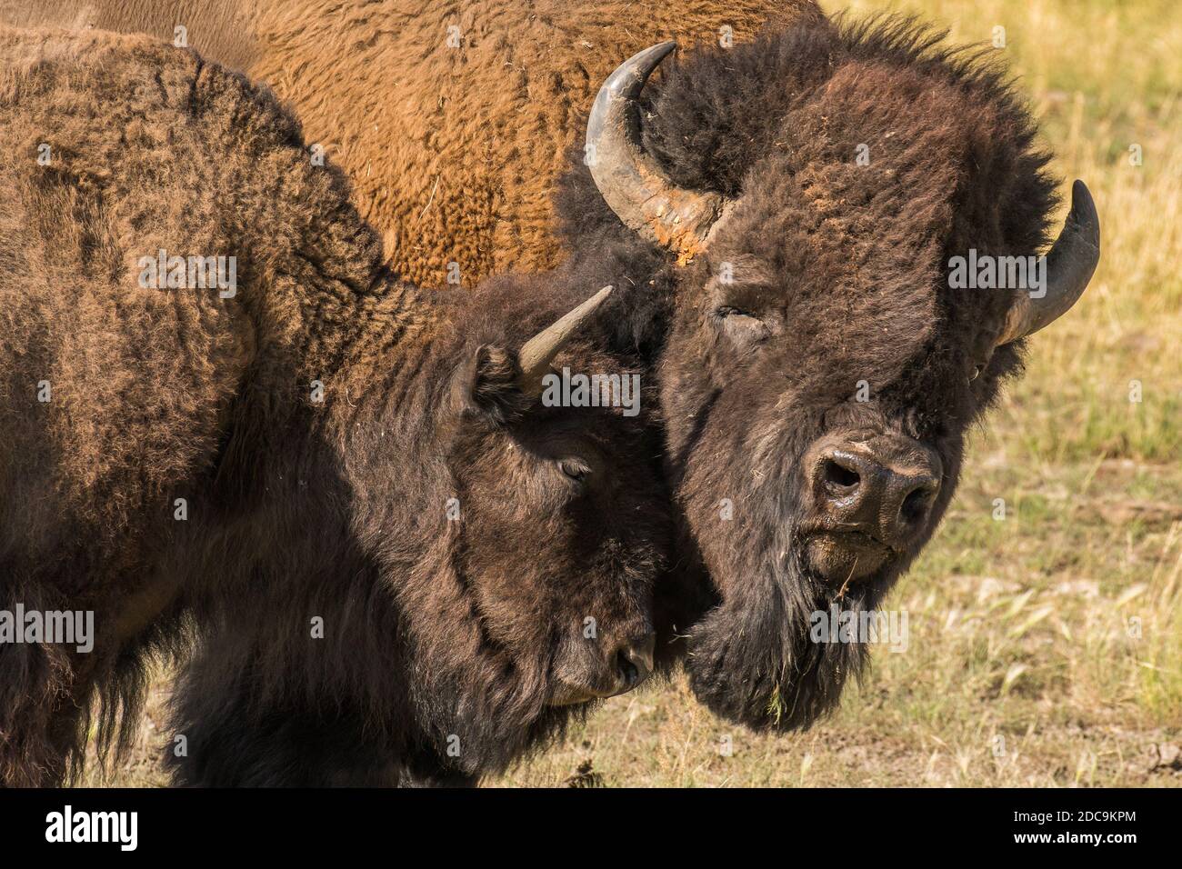 Nuzzling des bisons mâles et femelles pendant la saison d'accouplement dans Parc national de Yellowstone Banque D'Images