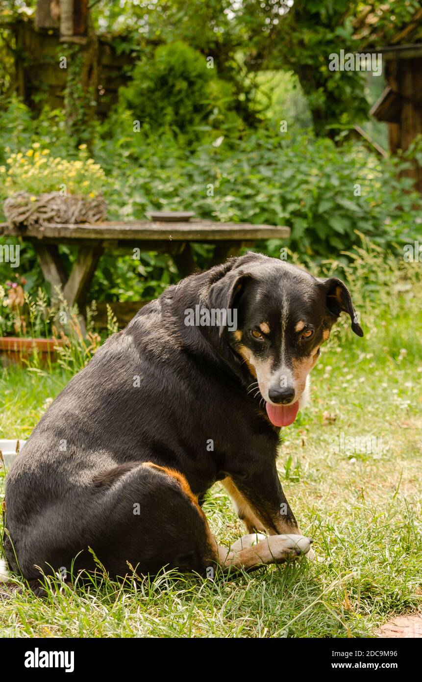 suisse appenzeller sennenhund assis dans l'herbe dans le jardin Banque D'Images