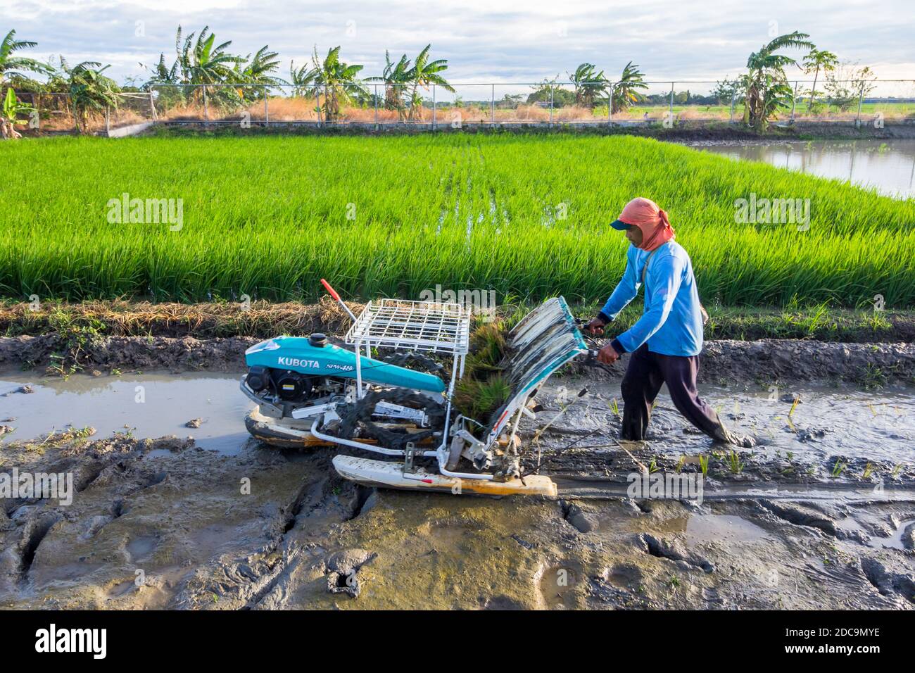 Un agriculteur utilisant une planteuse mécanisée dans un champ de riz à Nueva Ecija, Philippines Banque D'Images