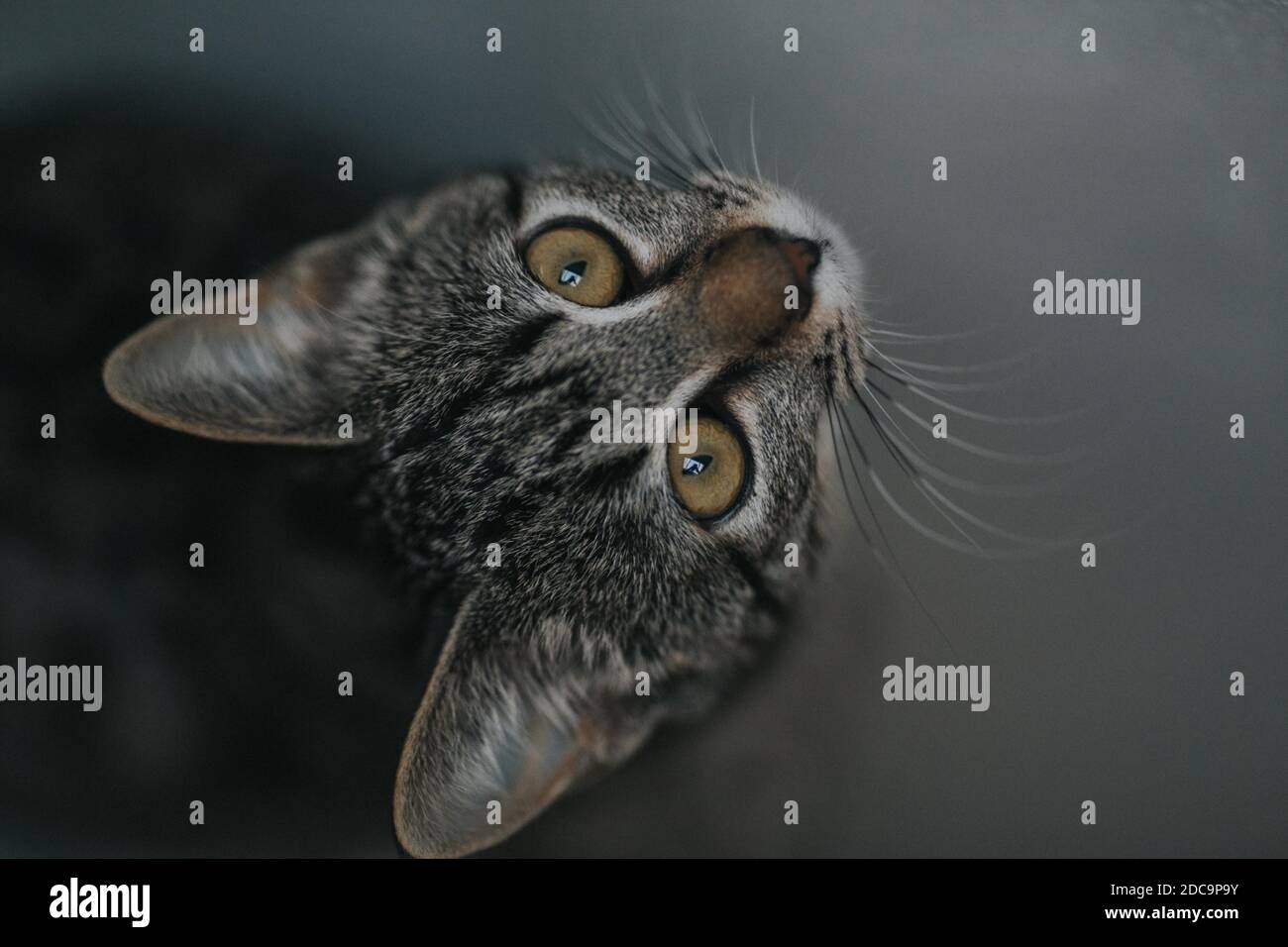 Vue rapprochée d'un chat vers le haut Banque D'Images