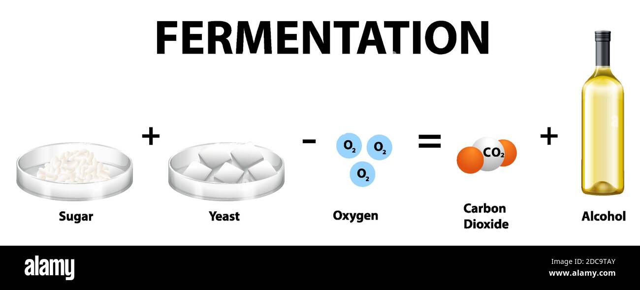 Illustration de l'équation chimique de fermentation alcoolique Image  Vectorielle Stock - Alamy