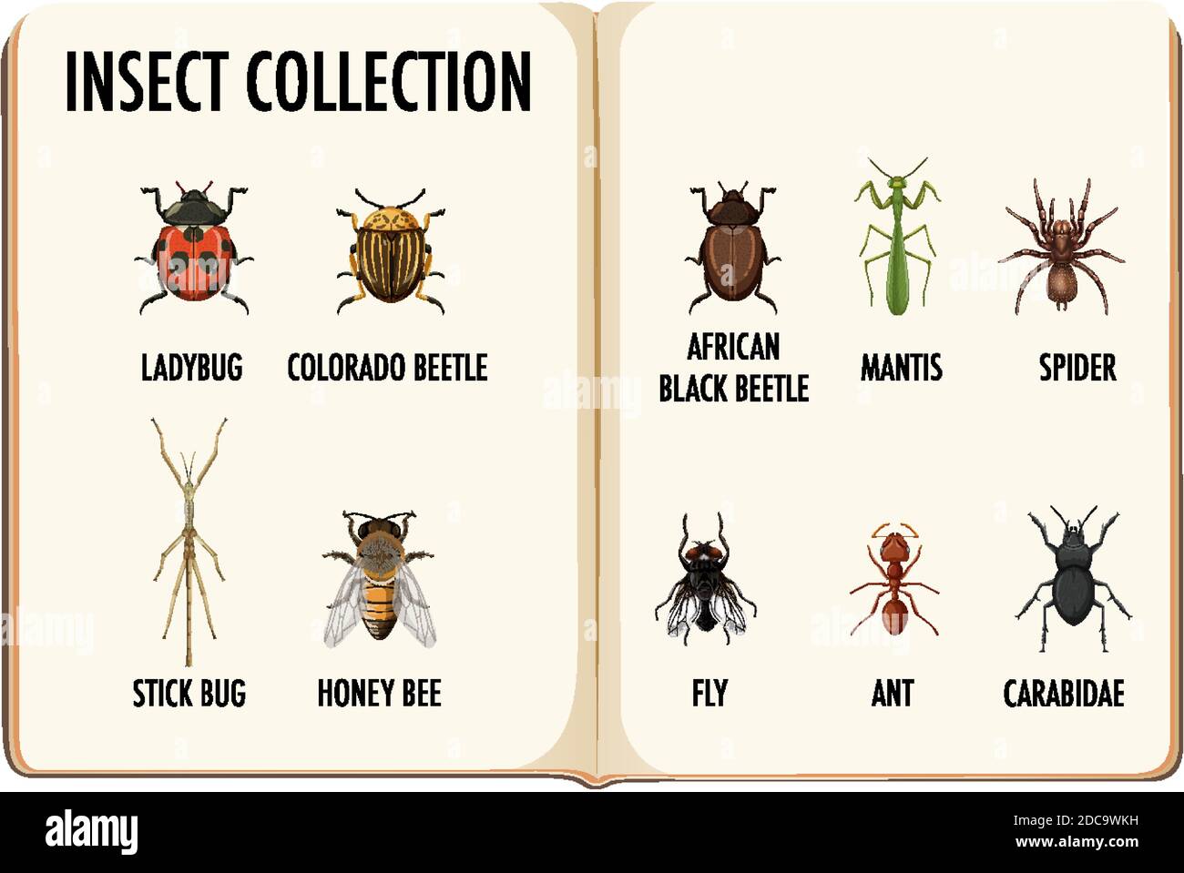 Ensemble de collecte d'insectes dans l'illustration du livre Illustration de Vecteur