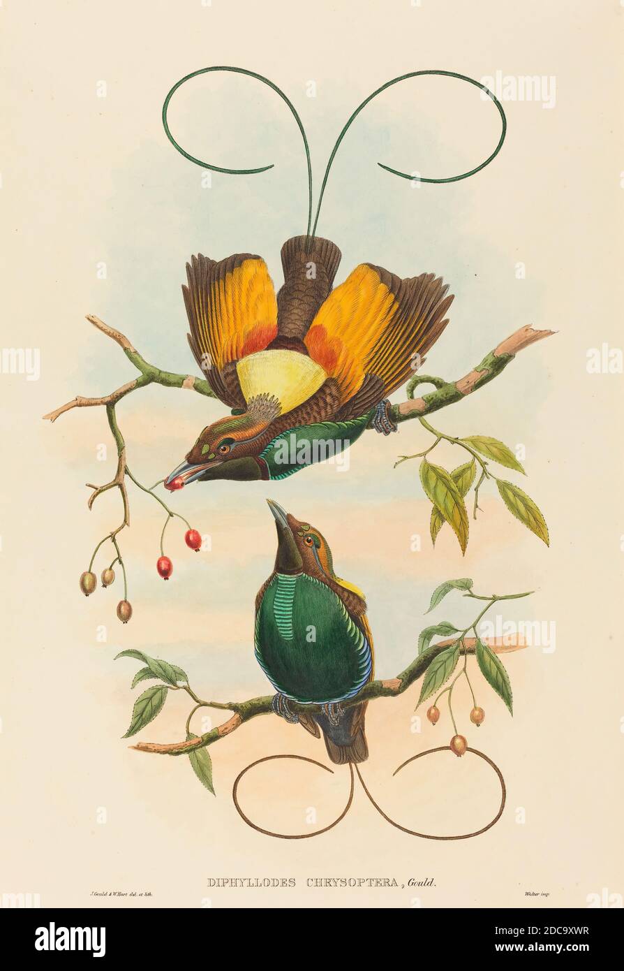 John Gould, (artiste), britannique, 1804 - 1881, W. Hart, (artiste), britannique, actif 1851 - 1898, Diphylllodes chrysoptera (magnifique oiseau de paradis), lithographie colorée à la main Banque D'Images