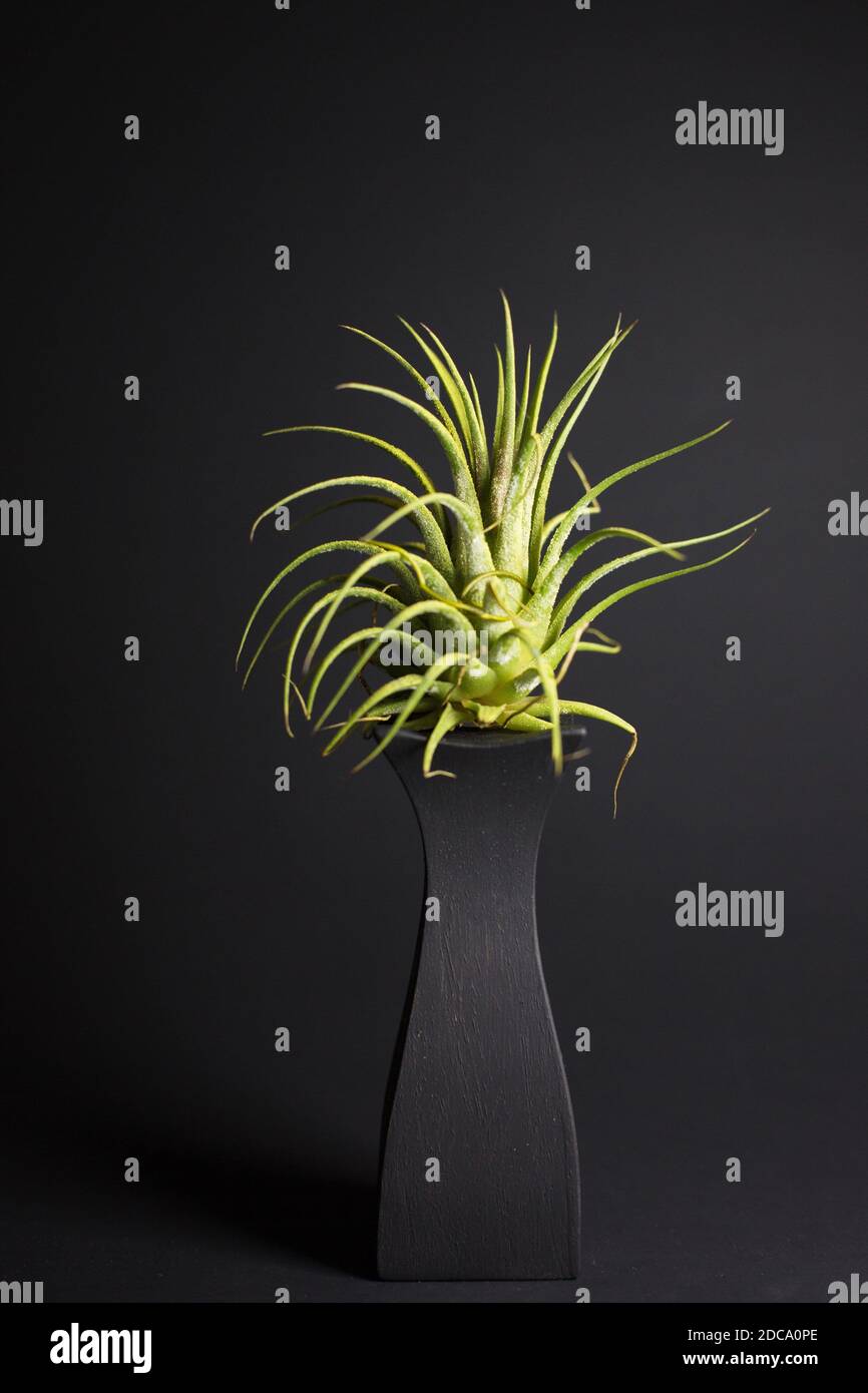 Portrait d'une usine d'air de tillandsia. Banque D'Images