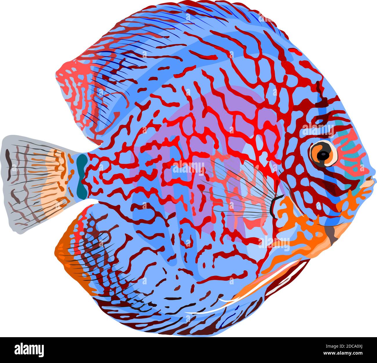 Discus symphysodon discus discus Banque d'images vectorielles Alamy
