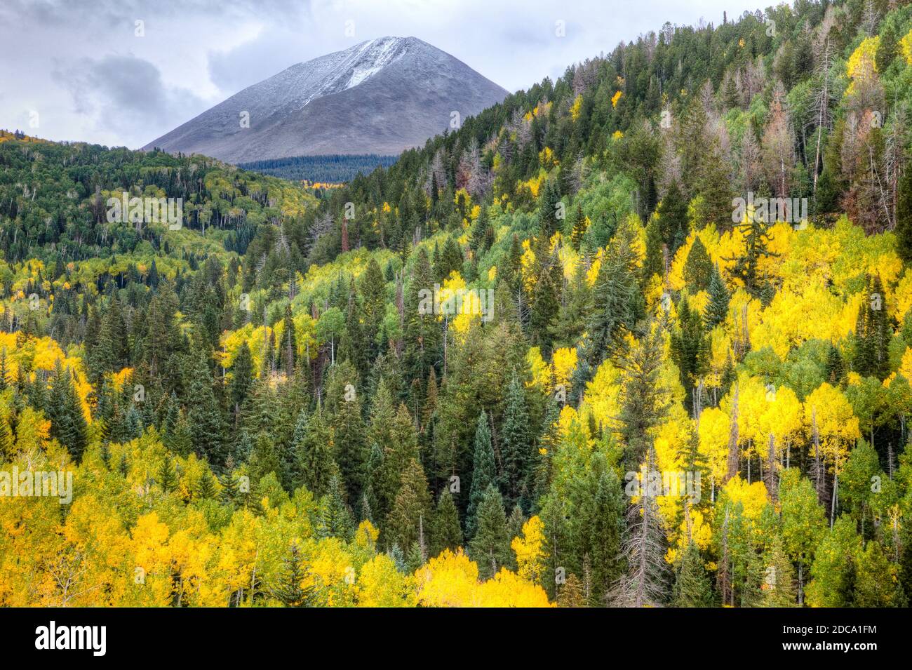 Des feuilles de peuplier faux-tremble de couleur automnale avec une neige hâtive dans la forêt nationale de Manti-la Sal, dans les montagnes de la Sal près de Moab, Utah. Banque D'Images