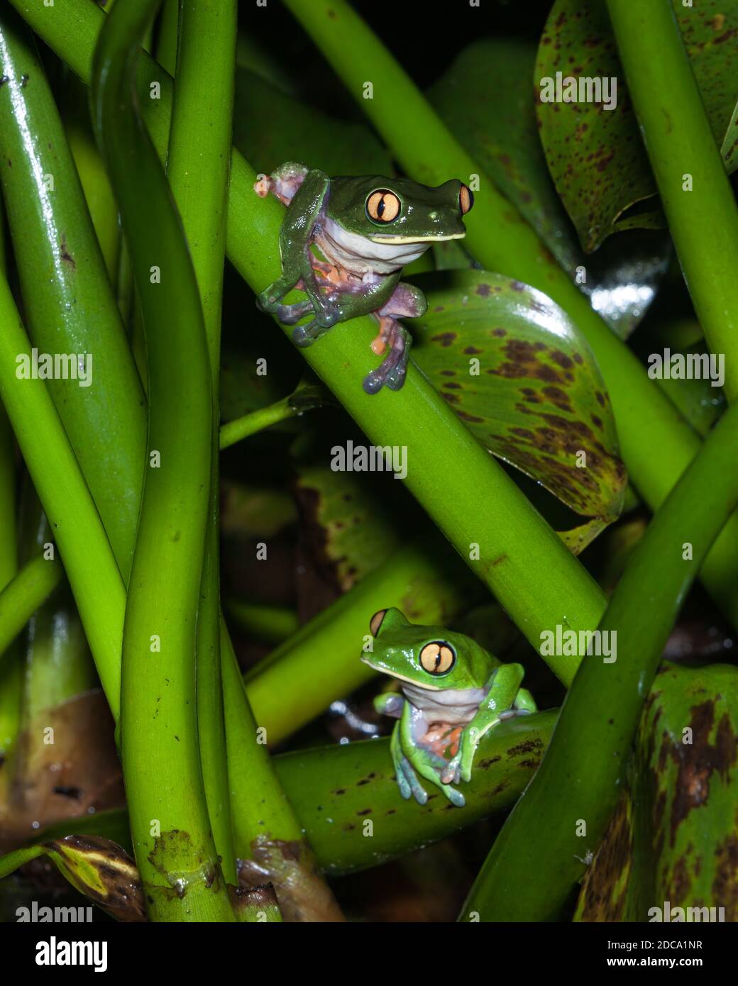 La grenouille à feuilles bleues, la grenouille à yeux jaunes ou la grenouille à yeux orange, Agalychnis annae, est une espèce en voie de disparition de grenouille nocturne au Costa Rica. Banque D'Images