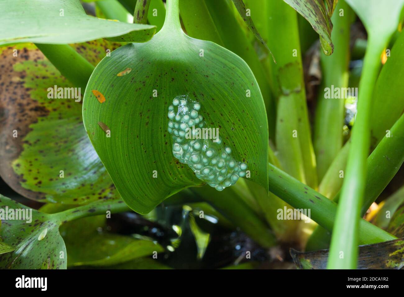 Oeufs de la grenouille à feuilles bleues pondus sur le dessous d'une feuille au-dessus d'un étang au Costa Rica. Lorsque les têtards éclosent, ils tombent dans l'eau. Banque D'Images
