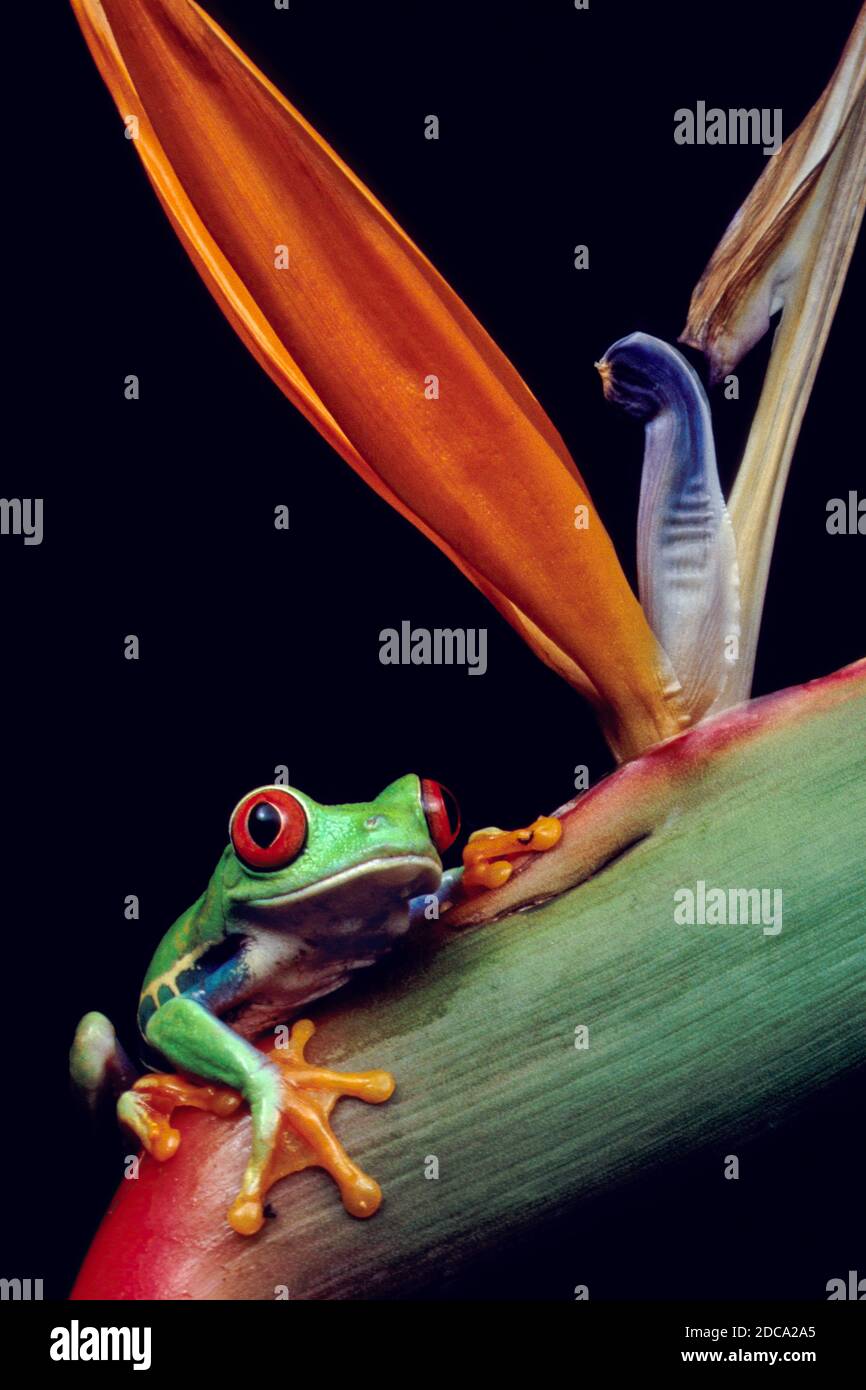 Une grenouille à yeux rouges, Agalychnis callidryas, sur une plante Bird of Paradise. Ces grenouilles sont principalement nocturnes, dormant pendant la journée. Banque D'Images