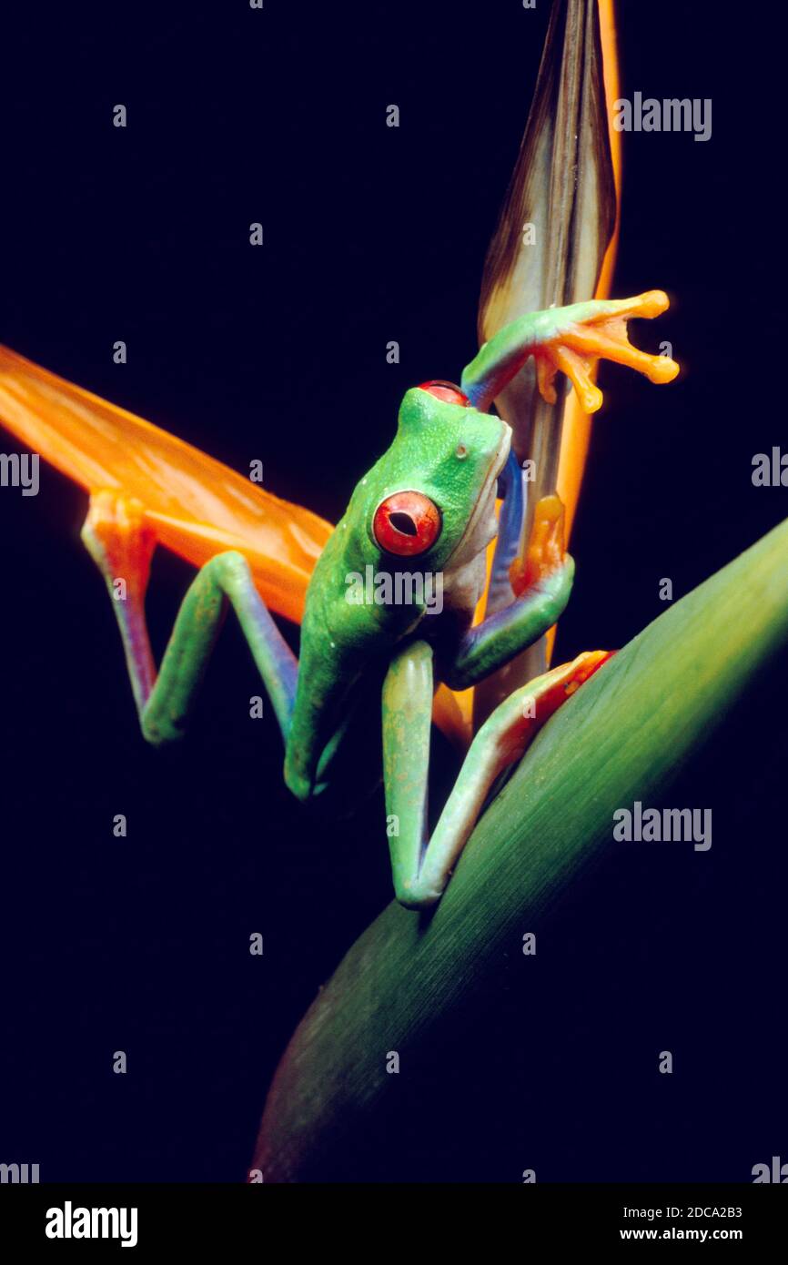 Une grenouille à yeux rouges, Agalychnis callidryas, grimpant sur une plante d'oiseau de paradis. Ces grenouilles sont principalement nocturnes, dormant pendant la journée. Banque D'Images