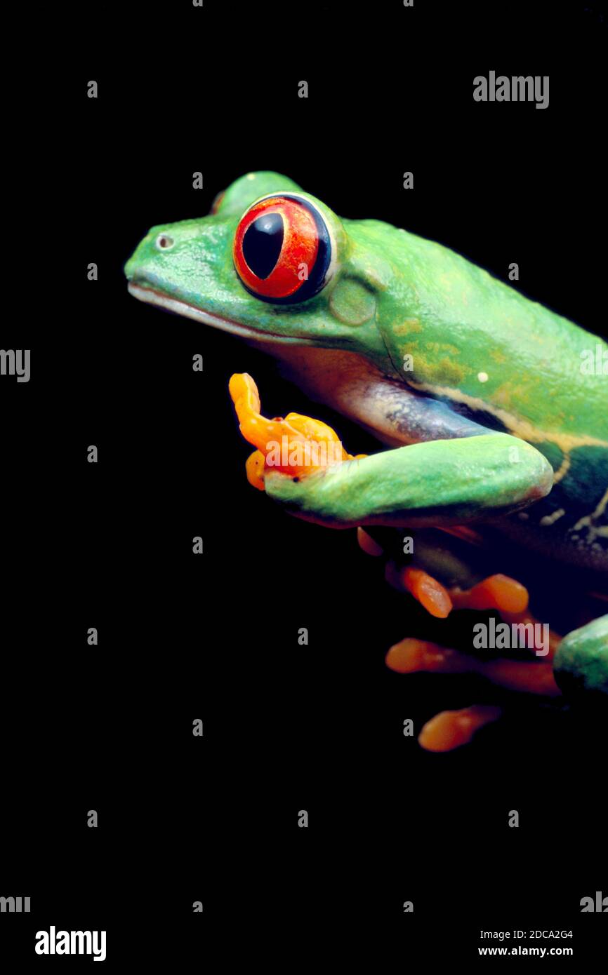 Une grenouille à yeux rouges, Agalychnis callidryas, sur une plante. Ces grenouilles sont principalement nocturnes, dormant pendant la journée. Banque D'Images