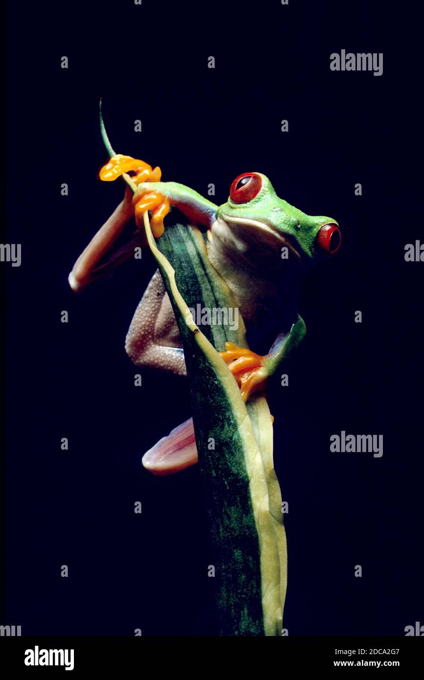 Une grenouille à yeux rouges, Agalychnis callidryas, sur une plante. Ces grenouilles sont principalement nocturnes, dormant pendant la journée. Banque D'Images