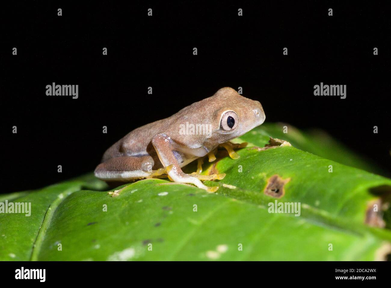 Une jeune grenouille à feuilles à yeux rouges, Agalychnis callidryas, dans la réserve Selva Verde, dans la forêt tropicale des basses terres du Costa Rica. Banque D'Images