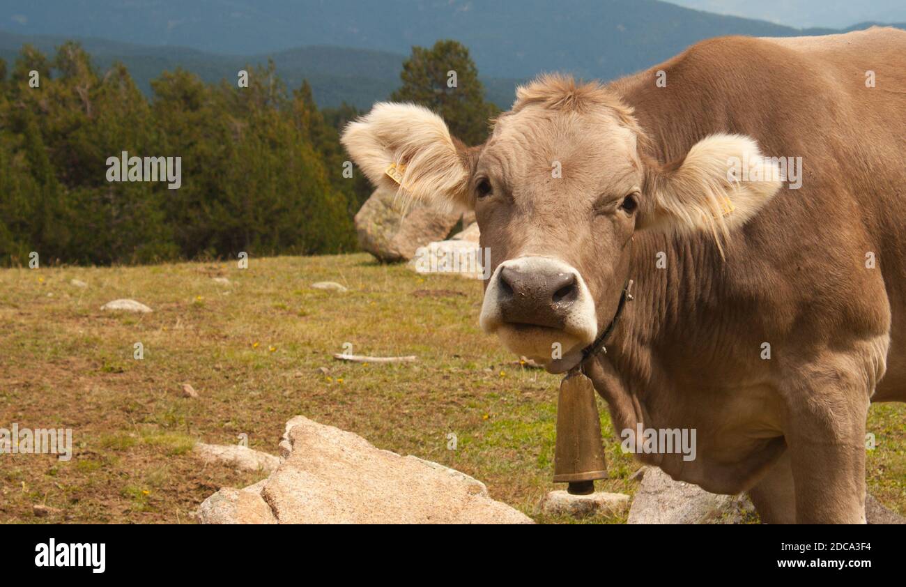 Primer plano de una vaca, mirando a la cámara, situada a la derecha de la fotografía. Banque D'Images