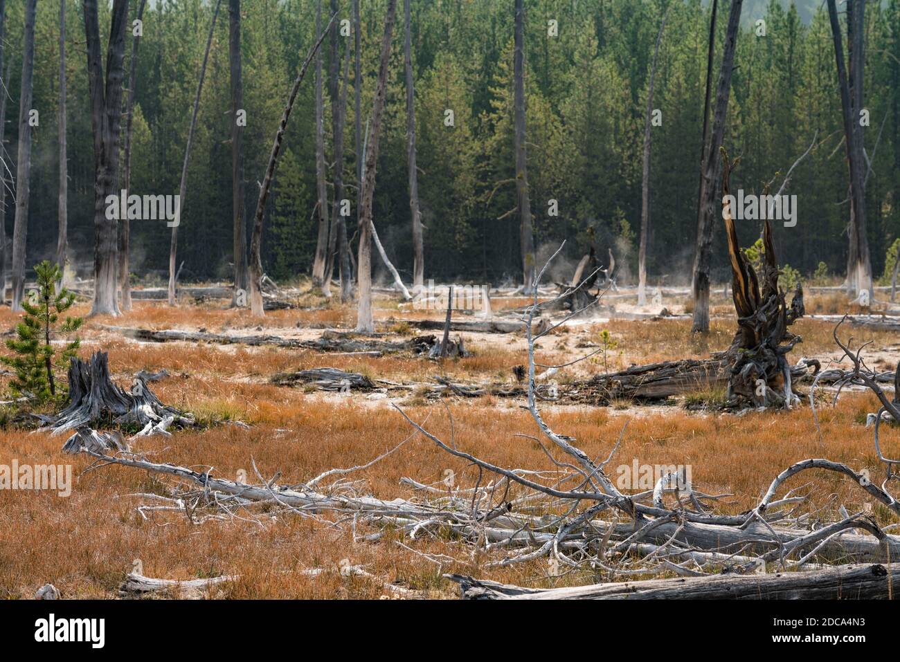 Les arbres Bobby Sox sont tués par des dépôts de silice provenant de sources chaudes près des artistes Painpots. Parc national de Yellowstone, Wyoming, États-Unis. Banque D'Images