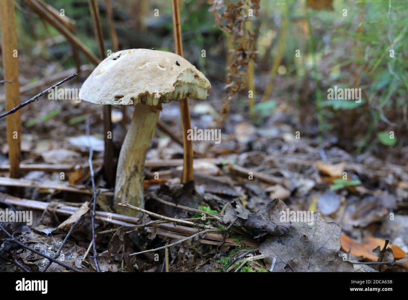 Mordu leccinum pseudoscabrum champignon dans la forêt Banque D'Images