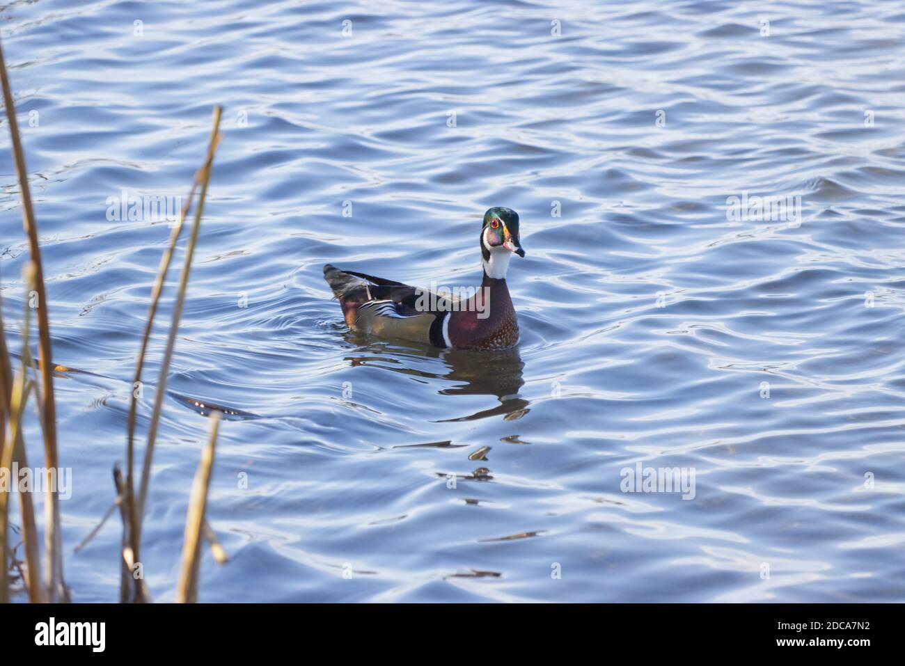 canard de bois nageant près des queues de canard Banque D'Images