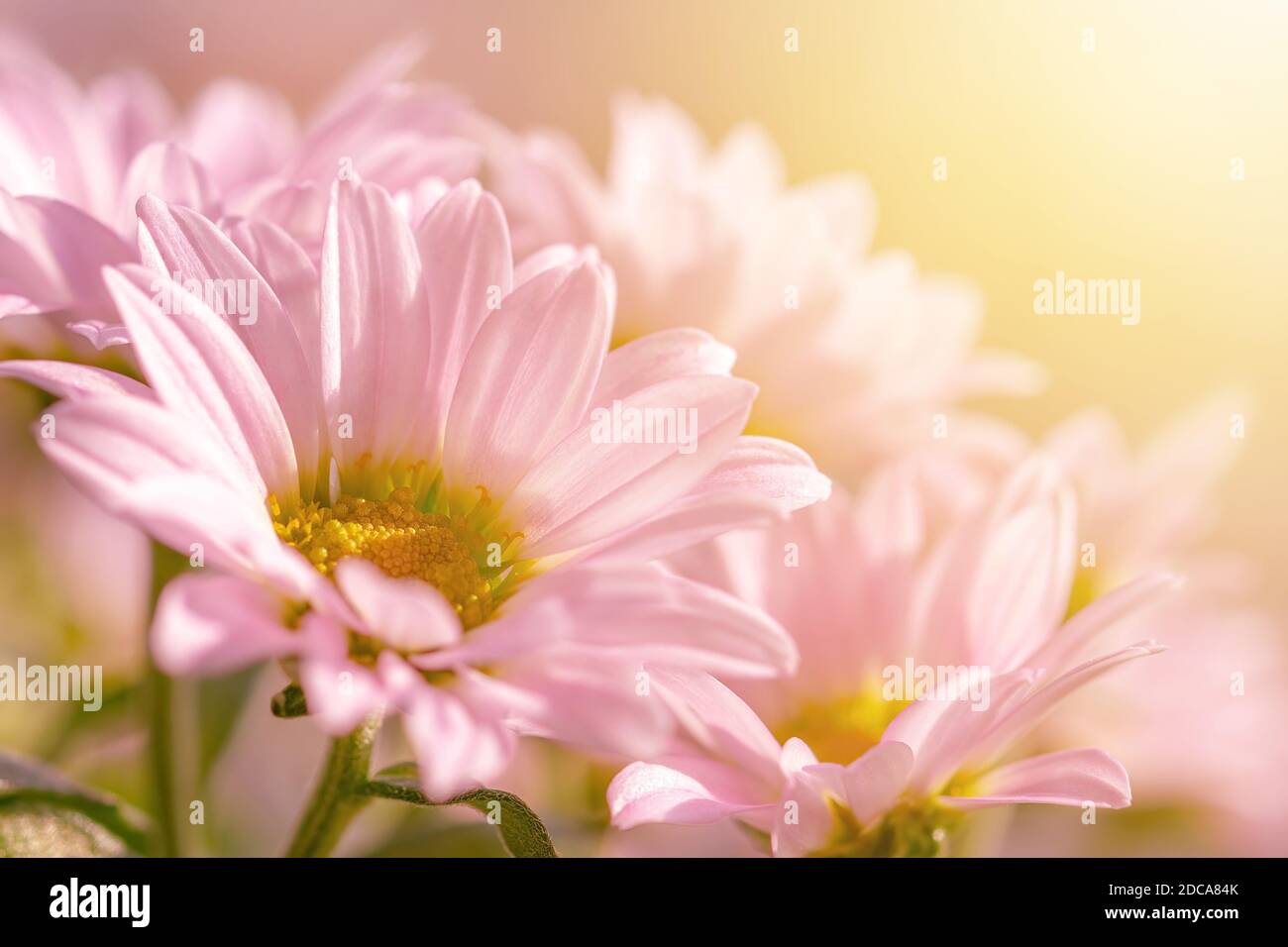 Délicate mums rose pastel ou tête de fleur de chrysanthème morifolium au soleil. Vierge pour le motif de carte de vœux. Faible profondeur de champ. Gros plan. Banque D'Images