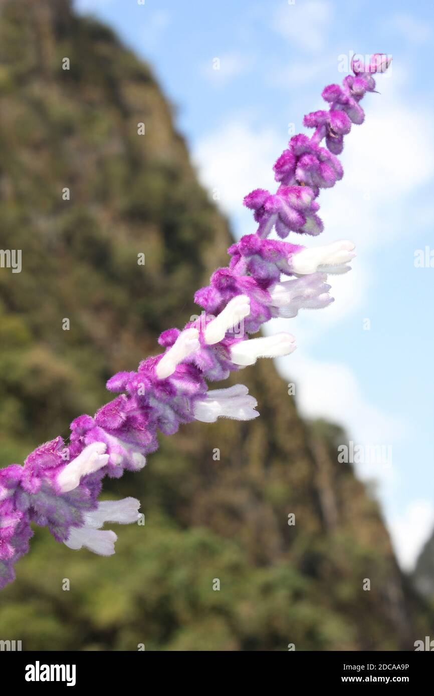 Sauge de Bush mexicain - Salvia leucantha - plante pourpre et blanche à fourrure, Aguas Calientes, Pérou Banque D'Images