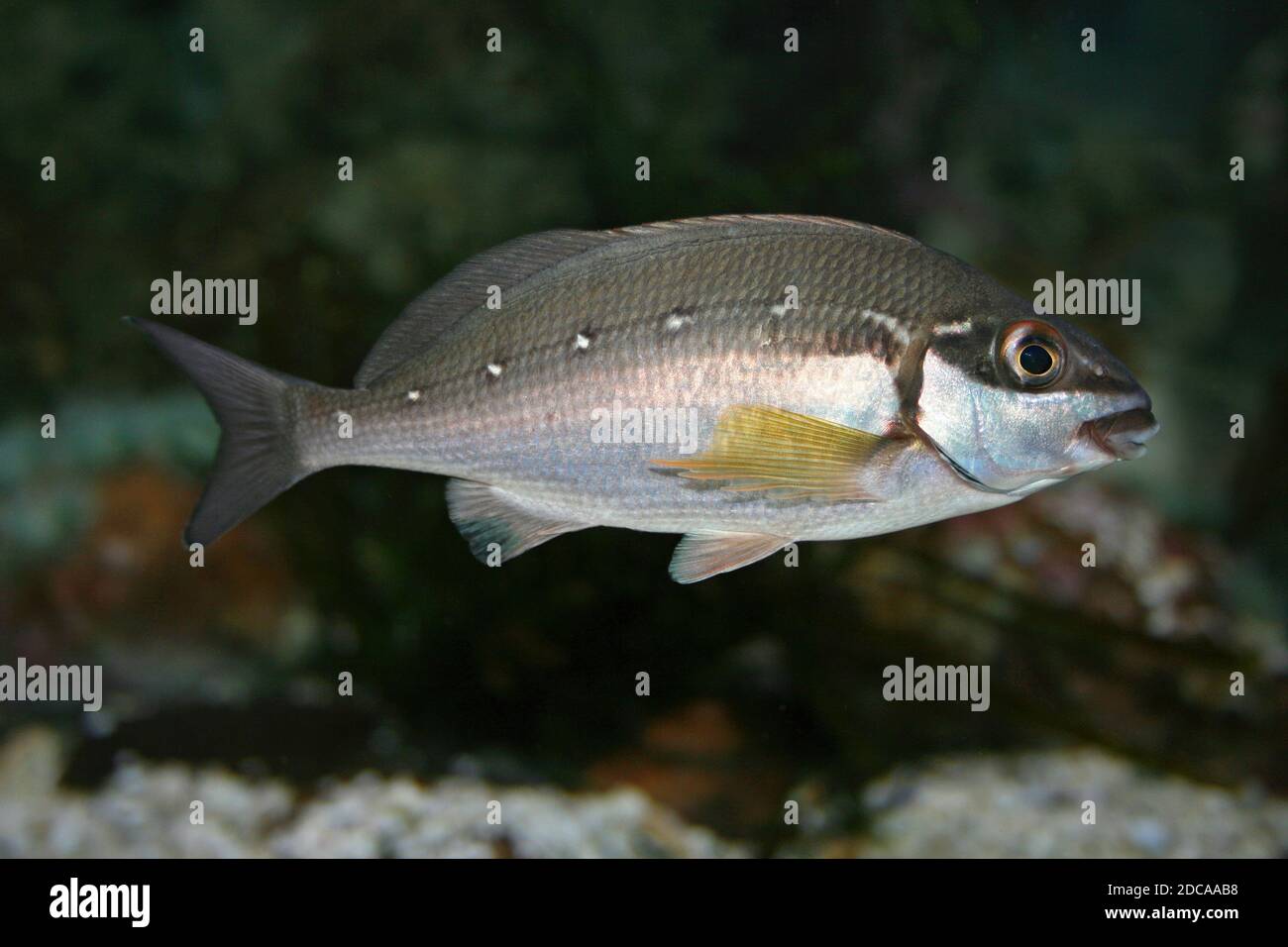 Fingerfin bicolore Chirodactylus brachydactylus Banque D'Images