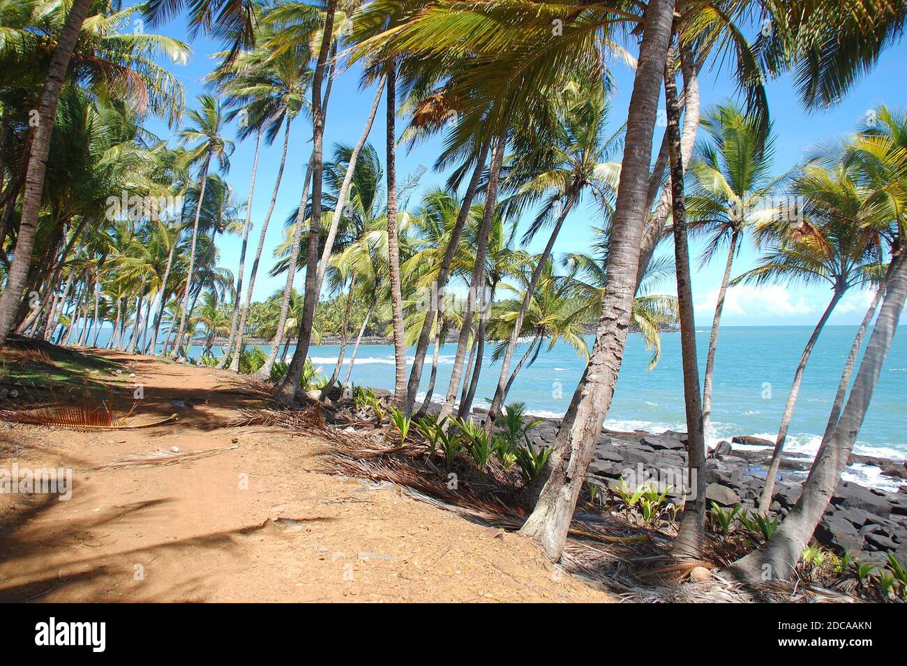 Amérique du Sud, Guyana, Kourou, le sentier côtier de l'île royale bordé de magnifiques cococotiers faisant face à l'océan Atlantique et à l'île du diable. Banque D'Images