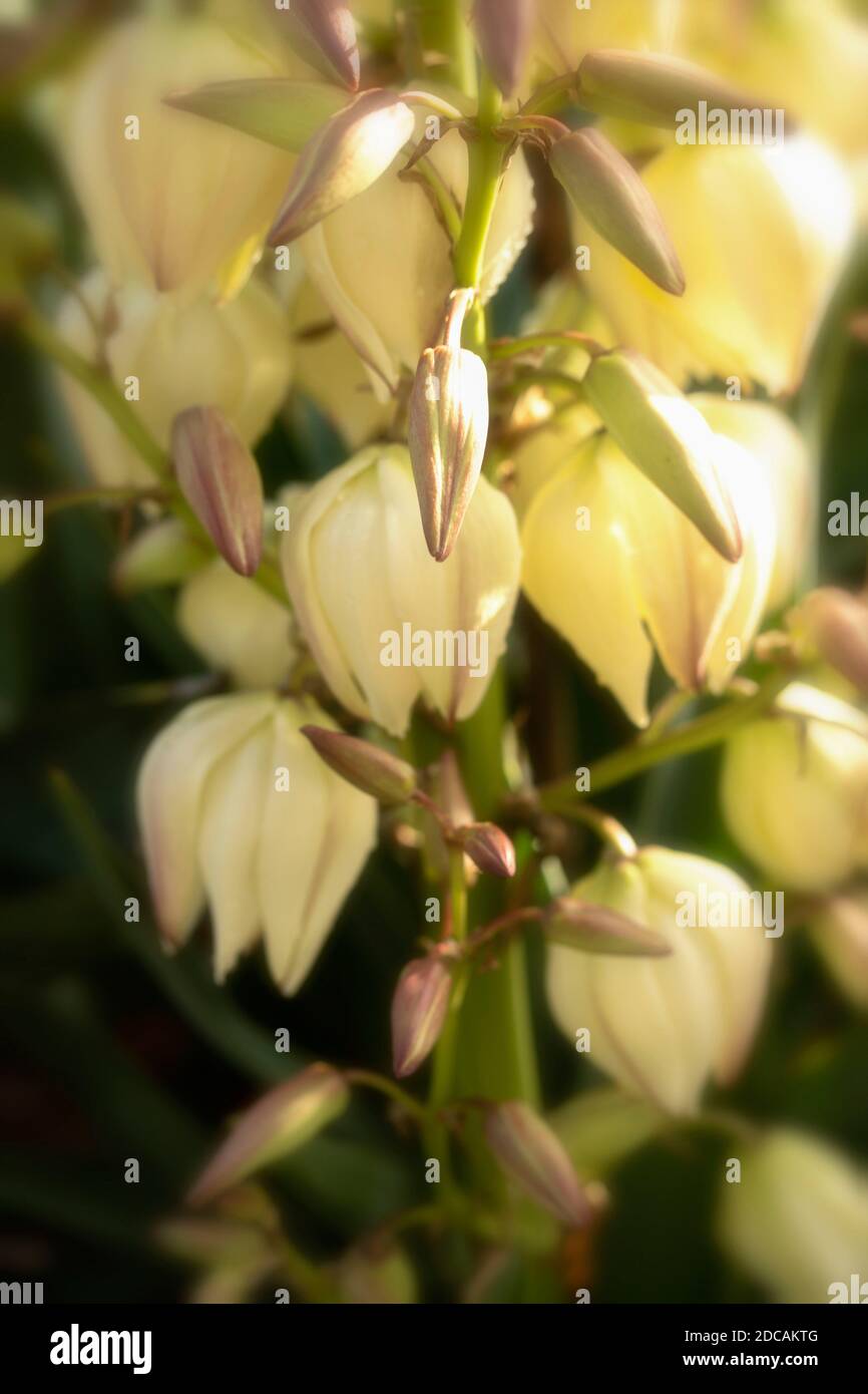 Yucca Gloriosa, portrait floral naturel en gros plan Banque D'Images