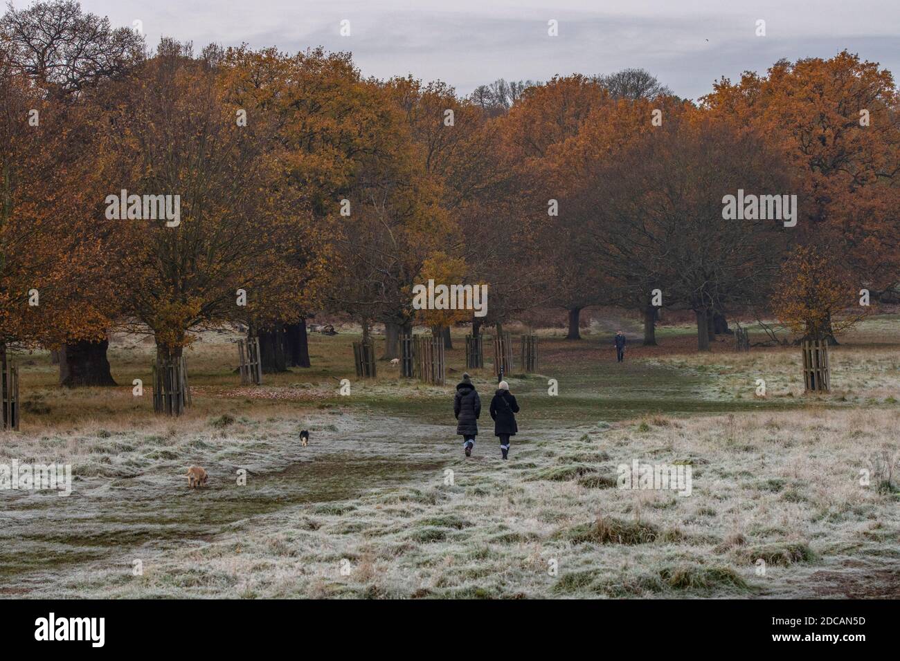 Richmond upon Thames, Londres. 20 novembre 2020. Météo au Royaume-Uni : un paysage recouvert de gel à Richmond Park, dans l'ouest de Londres, le matin d'automne, Richmond upon Thames, Angleterre, Royaume-Uni. 20 novembre 2020. Angleterre, Royaume-Uni crédit: Jeff Gilbert/Alay Live News Banque D'Images