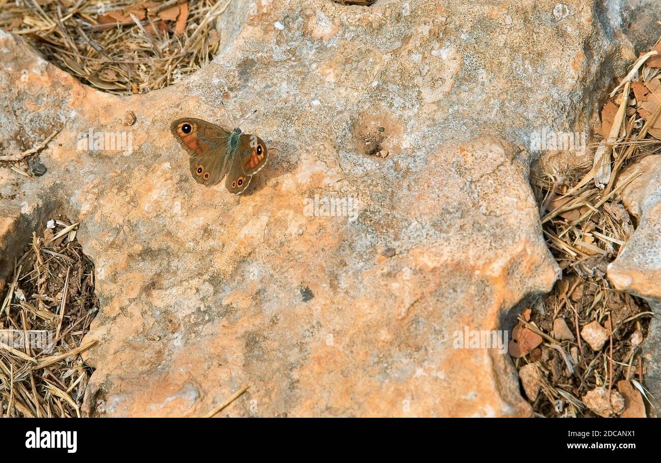 beau papillon sur fond de pierre de près Banque D'Images