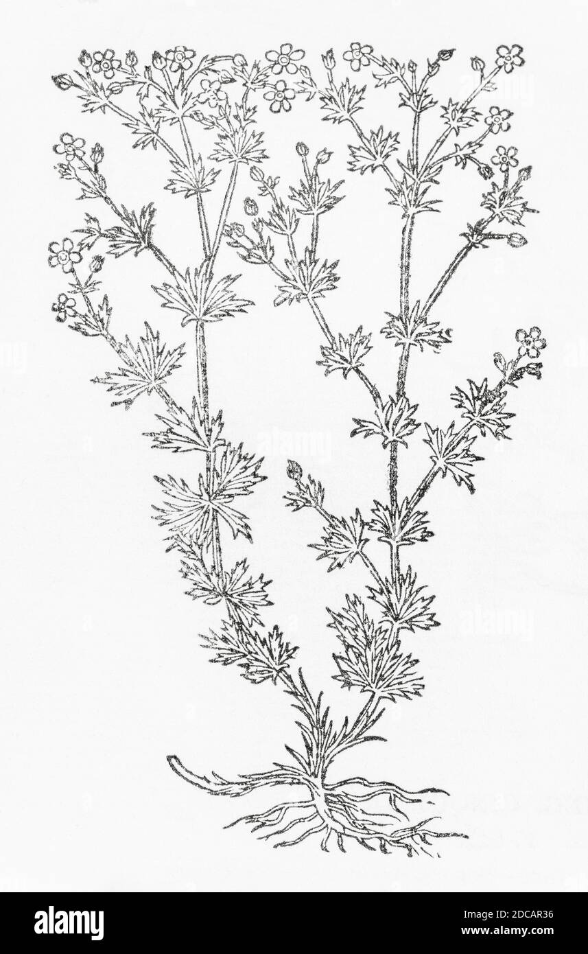 Silvery Potentilla, Potentilla argentea, coupe de bois de Gerard Herball, Histoire des plantes. Se rapporte à Wall Cinkfoile, quinquefolium tormentilla facie P838 Banque D'Images