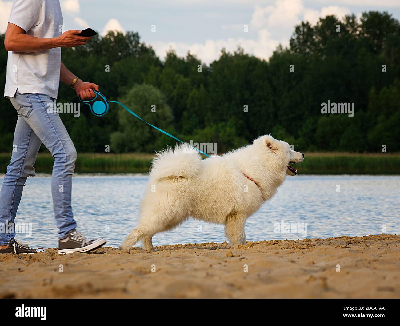 Chien blanc de taille moyenne menant sur une laisse. Un homme avec un  téléphone portable en main. Sur la rive d'un lac. Eau et arbres en  arrière-plan Photo Stock - Alamy