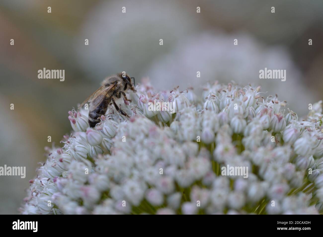 Abeille sur une fleur d'oignon blanc gros plan, macro photo, grande fleur blanche, abeille pollinisant dans la nature. Banque D'Images